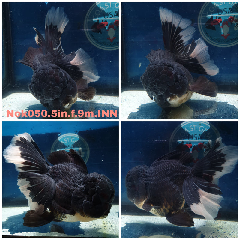 (NOK-050) Thai Jumbo Panda Orchid Tail Oranda 5.00 inch Body Female 9 Months Age