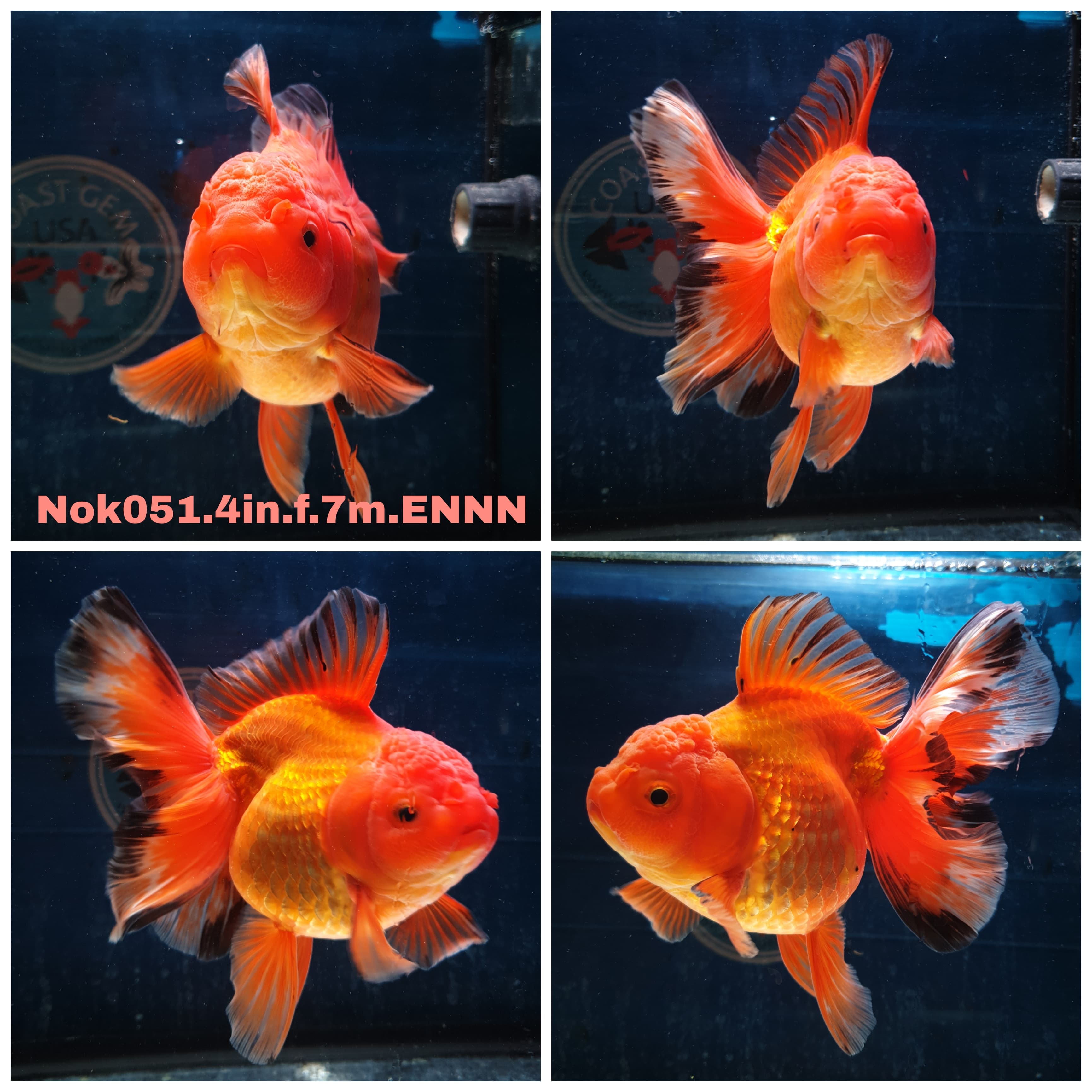 ツルバイマリコオイカワ　Goldfish Live Thai Fancy Goldfish for Sale. — Coast Gem USA