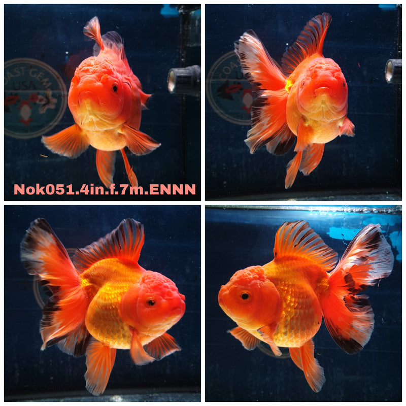 (NOK-051) Thai Apache Orchid Tail Oranda 4.00 inch Body Female 7 Months Age