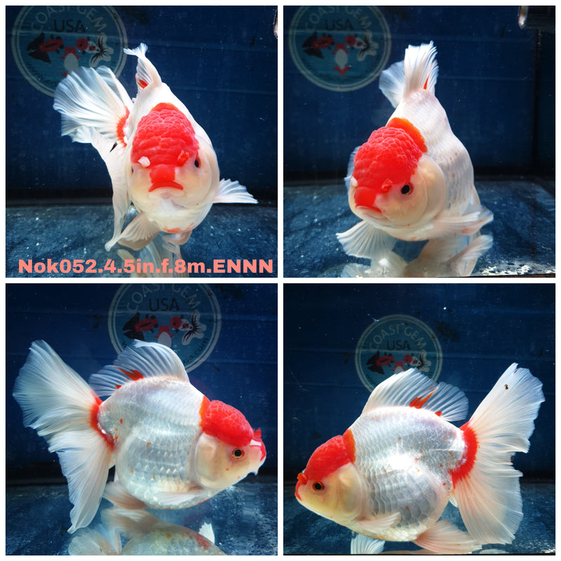 (NOK-052) Thai Jumbo Red Cap Orchid Tail Oranda 4.50 inch Body Female 8 Months Age