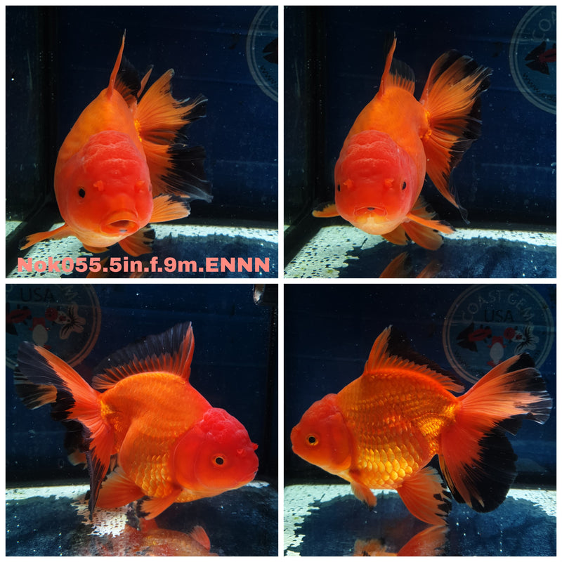 (NOK-055) Thai Jumbo Apache Orchid Tail Oranda 5.00 inch Body Female 9 Months Age