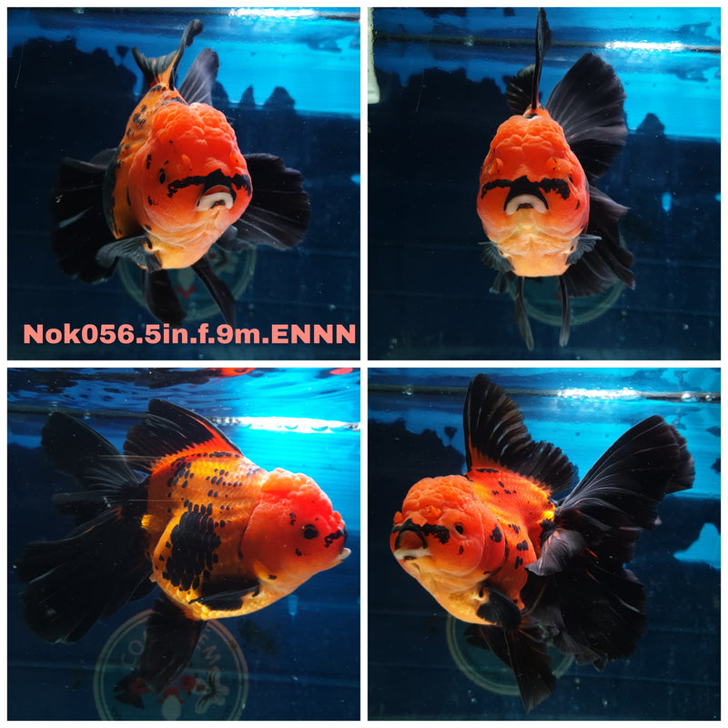 (NOK-056) Thai Jumbo Apache Orchid Tail Oranda 5.00 inch Body Female 9 Months Age