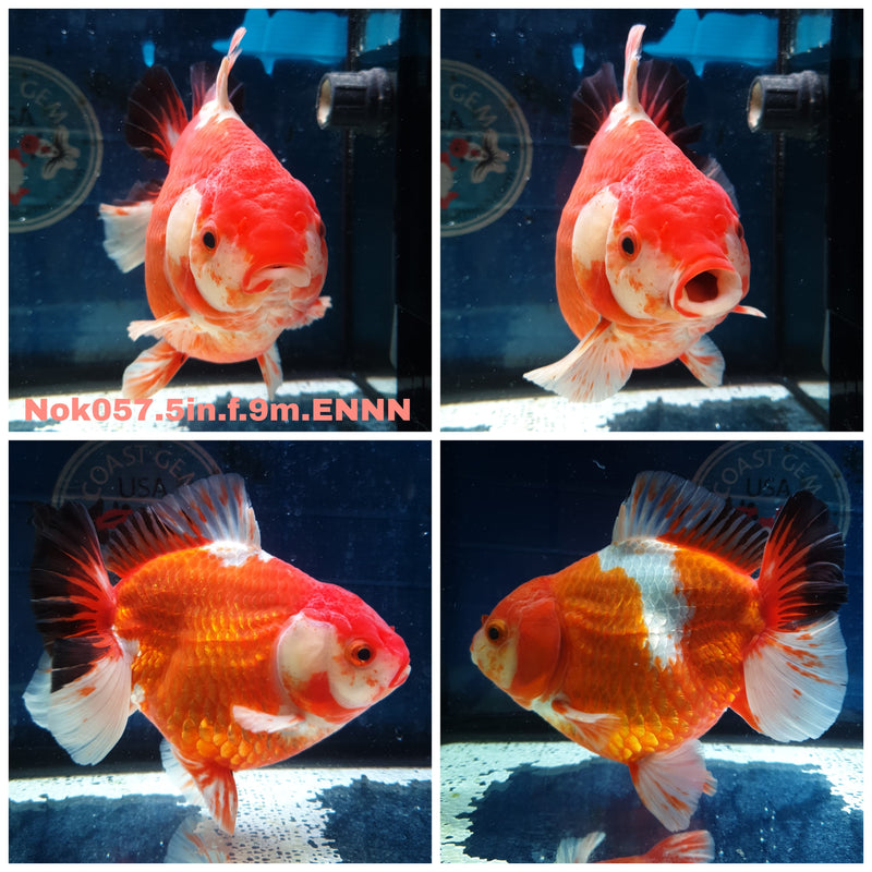 (NOK-057) Thai Jumbo Tri Color Yuanbao Oranda 5.00 inch Body Female 9 Months Age