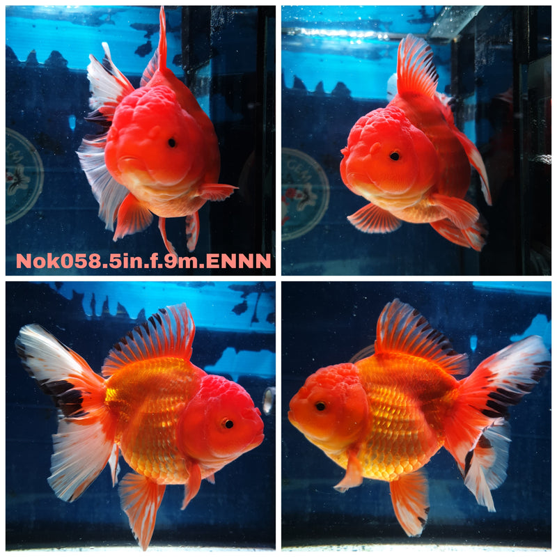 (NOK-058) Thai Jumbo Apache Orchid Tail Oranda 5.00 inch Body Female 9 Months Age