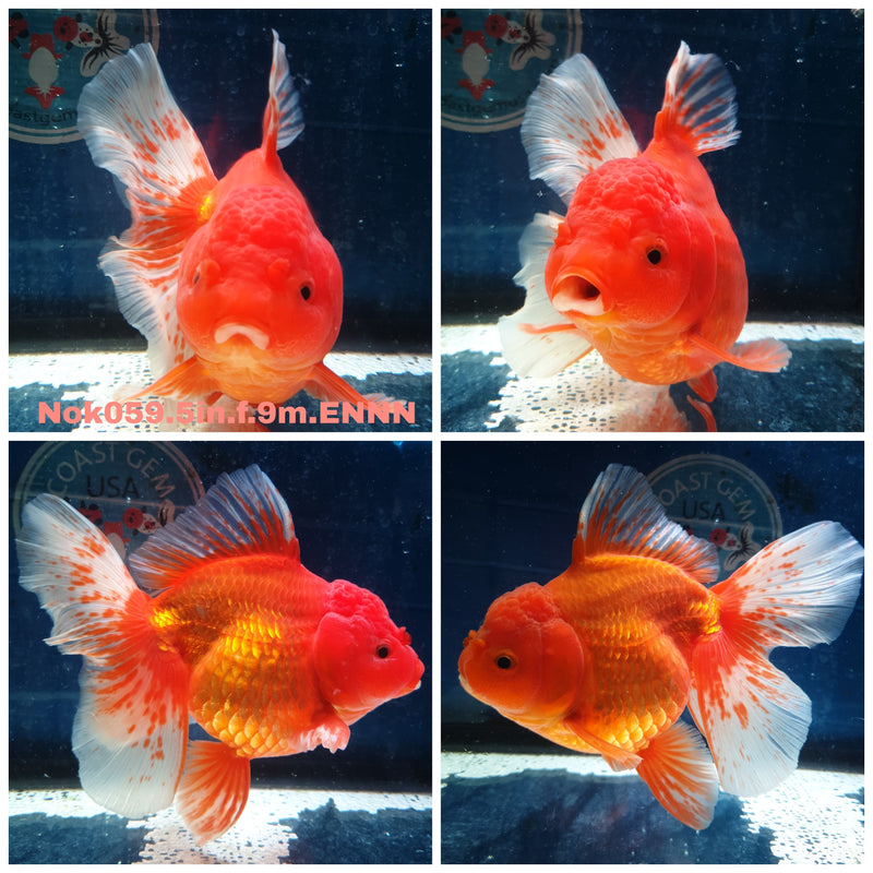 (NOK-059) Thai Jumbo Red/White Orchid Tail Orand 5.00 inch Body Female 9 Months Age