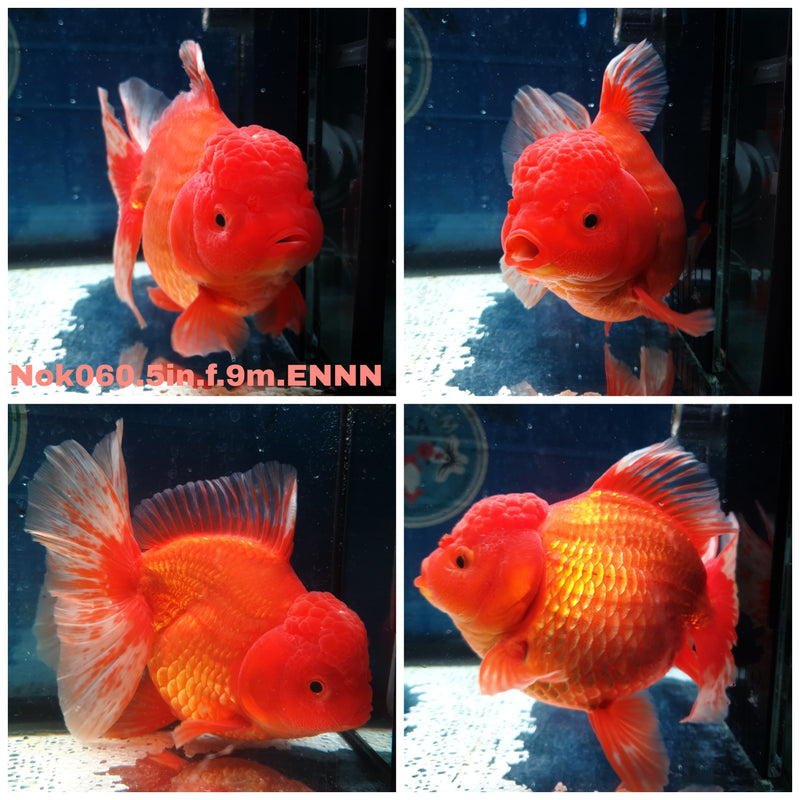 (NOK-060) Thai Jumbo Red/White Orchid Tail Orand 5.00 inch Body Female 9 Months Age
