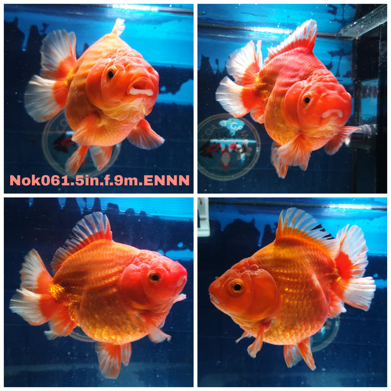 (NOK-061) Thai Jumbo Red/White Yuanbao Orand 5.00 inch Body Female 9 Months Age