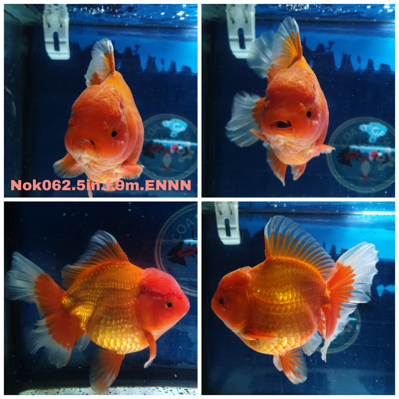 (NOK-062) Thai Jumbo Red/White Orchid Tail Orand 5.00 inch Body Female 9 Months Age