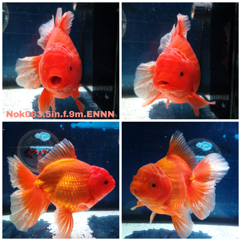 (NOK-063) Thai Jumbo Red/White Orchid Tail Orand 5.00 inch Body Female 9 Months Age