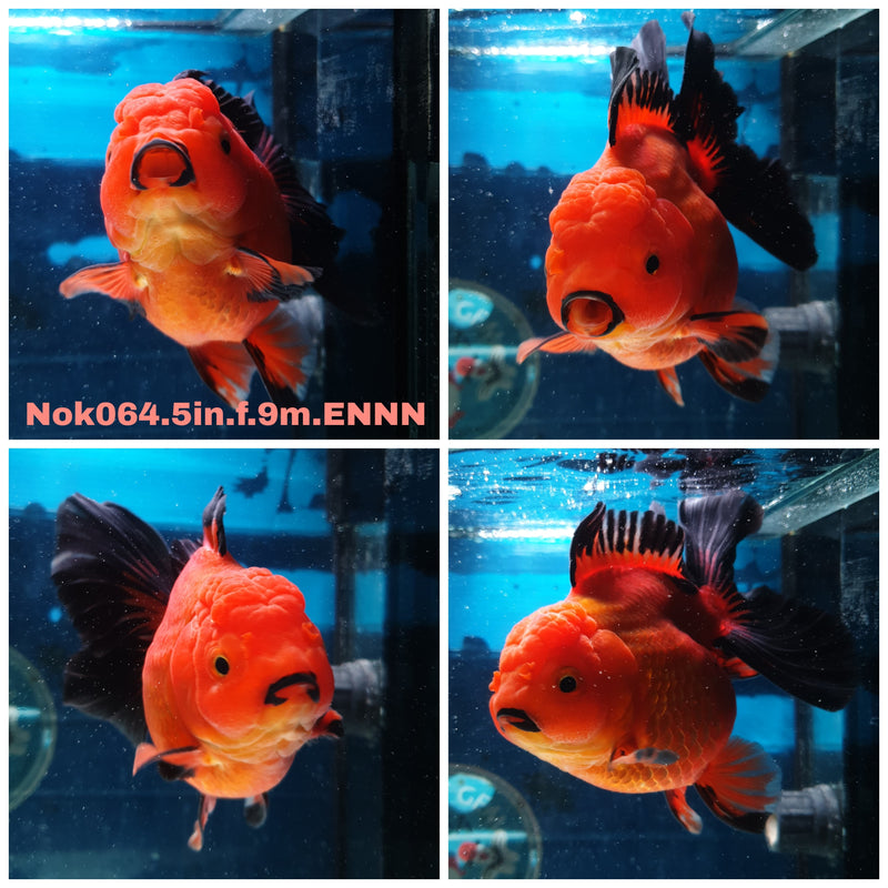 (NOK-064) Thai Jumbo Apache Orchid Tail Oranda 5.00 inch Body Female 9 Months Age