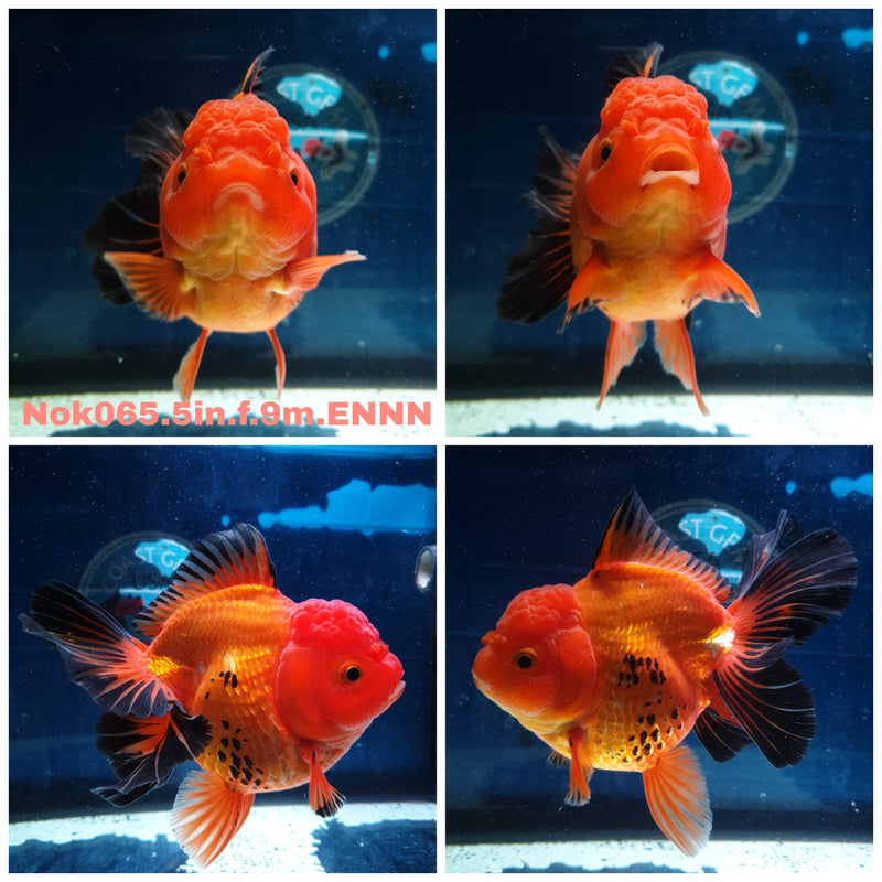 (NOK-065) Thai Jumbo Apache Orchid Tail Oranda 5.00 inch Body Female 9 Months Age