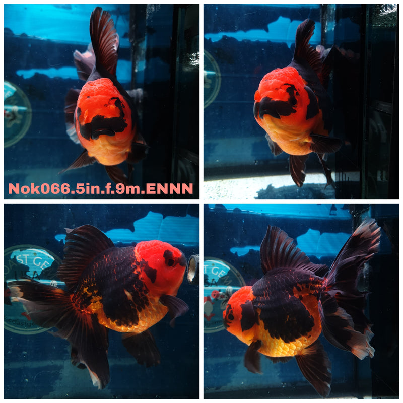 (NOK-066) Thai Jumbo Apache Orchid Tail Oranda 5.00 inch Body Female 9 Months Age