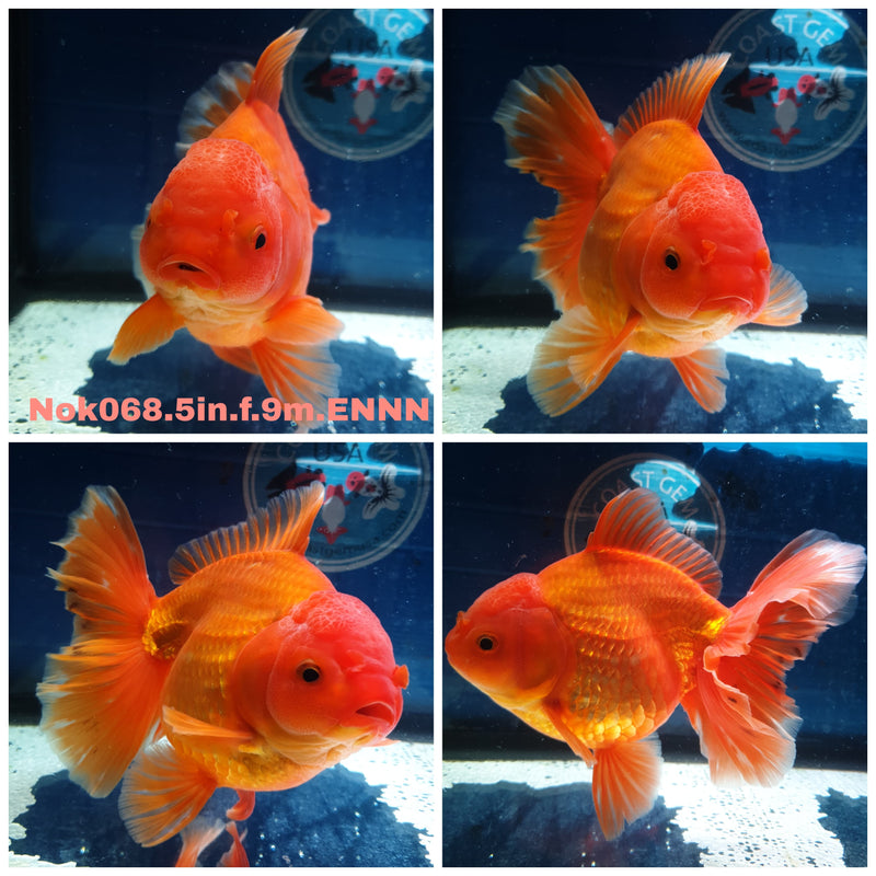 (NOK-068) Thai Jumbo Red Orchid Tail Orand 5.00 inch Body Female 9 Months Age