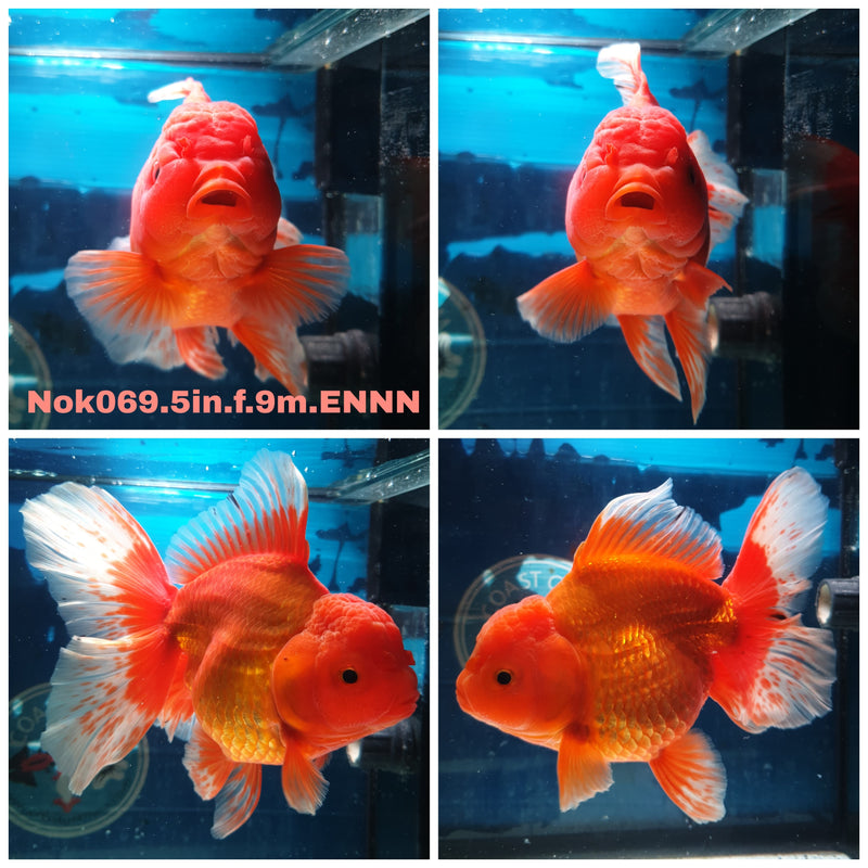 (NOK-069) Thai Jumbo Red/White Orchid Tail Orand 5.00 inch Body Female 9 Months Age