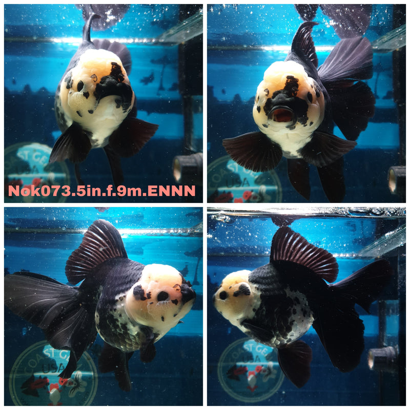 (NOK-073) Thai Jumbo Panda Orchid Tail Orand 5.00 inch Body Female 9 Months Age