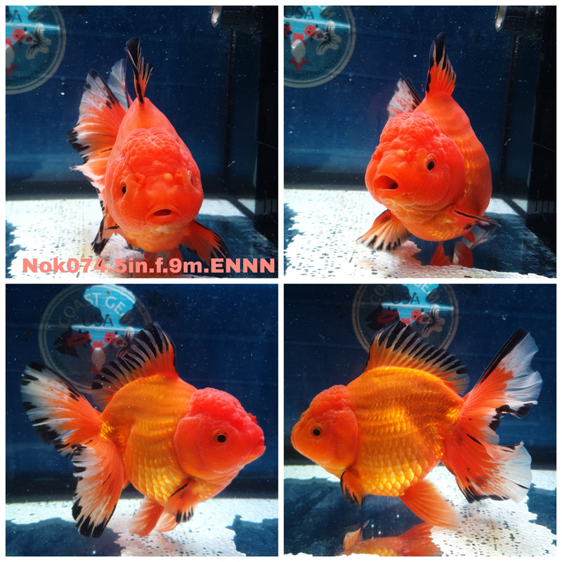 (NOK-074) Thai Jumbo Apache Orchid Tail Oranda 5.00 inch Body Female 9 Months Age