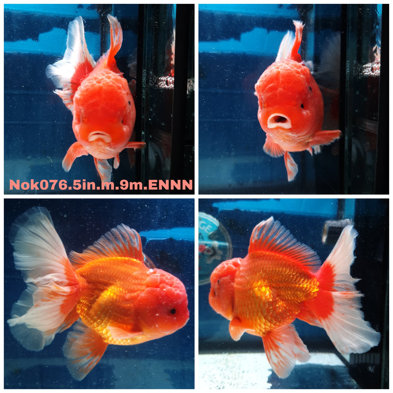(NOK-076) Thai Jumbo Red/White Orchid Tail Orand 5.00 inch Body Male 9 Months Age