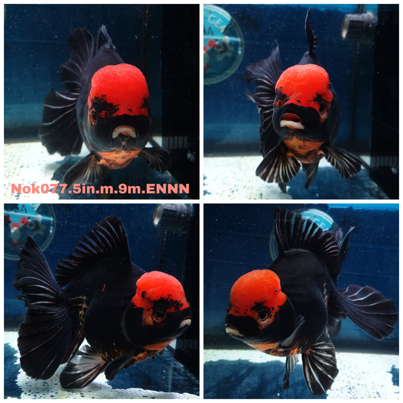 (NOK-077) Thai Jumbo Black Red Head Orchid Tail Oranda 5.00 inch Body Male 9 Months Age