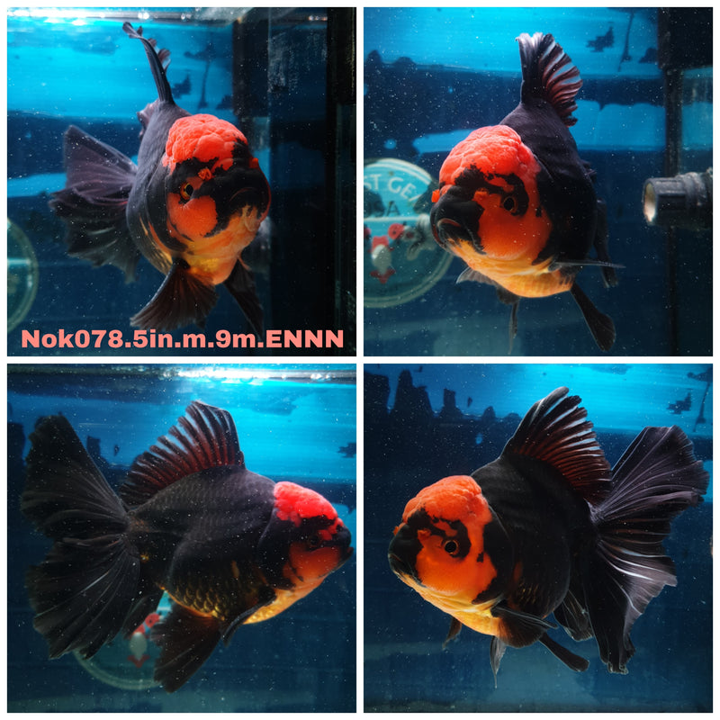 (NOK-078) Thai Jumbo Black Red Head Orchid Tail Oranda 5.00 inch Body Male 9 Months Age