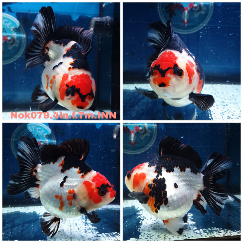 (NOK-079) Thai Tri Color Yuanbao Oranda 4.00 inch Body Female 7 Months Age