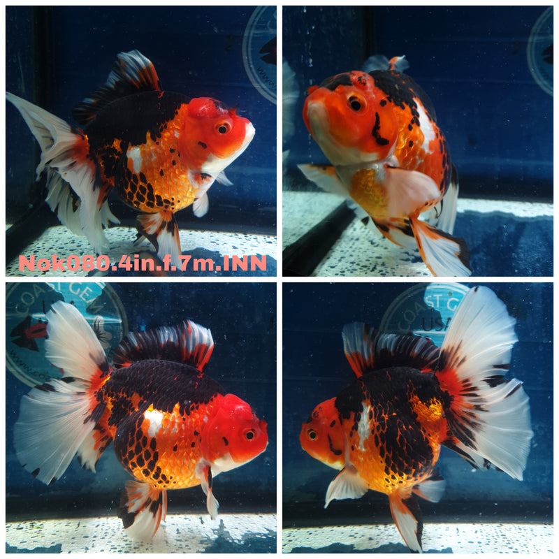 (NOK-080) Thai Tri Color Orchid Tail Oranda 4.00 inch Body Female 7 Months Age