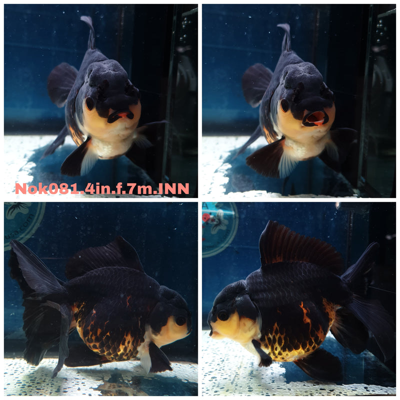 (NOK-081) Thai Apache Orchid Tail Oranda 4.00 inch Body Female 7 Months Age