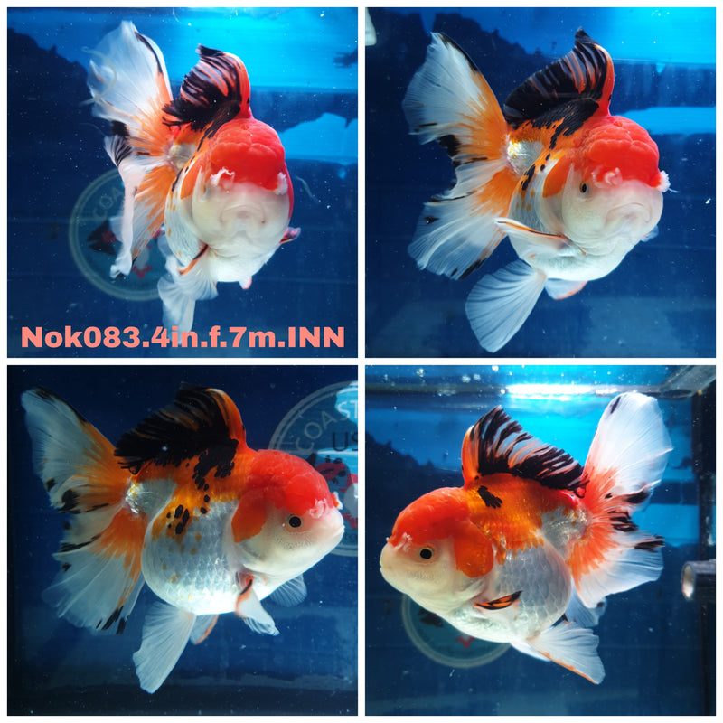 (NOK-083) Thai Tri Color Orchid Tail Oranda 4.00 inch Body Female 7 Months Age