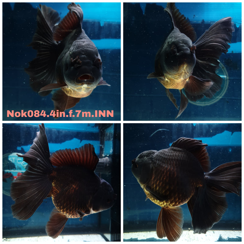 (NOK-084) Thai Black Orchid Tail Oranda 4.00 inch Body Female 7 Months Age