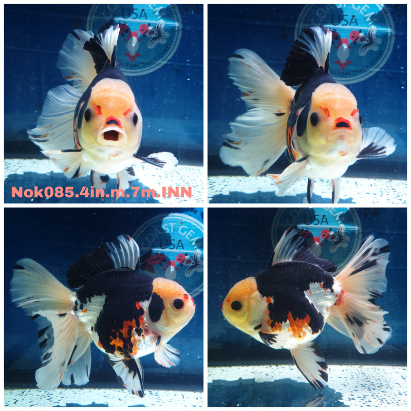 (NOK-085) Thai Tri Color Orchid Tail Oranda 4.00 inch Body Male 7 Months Age