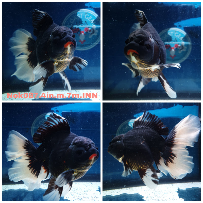 (NOK-087) Thai Fancy Black Orchid Tail Oranda 4.00 inch Body Male 7 Months Age