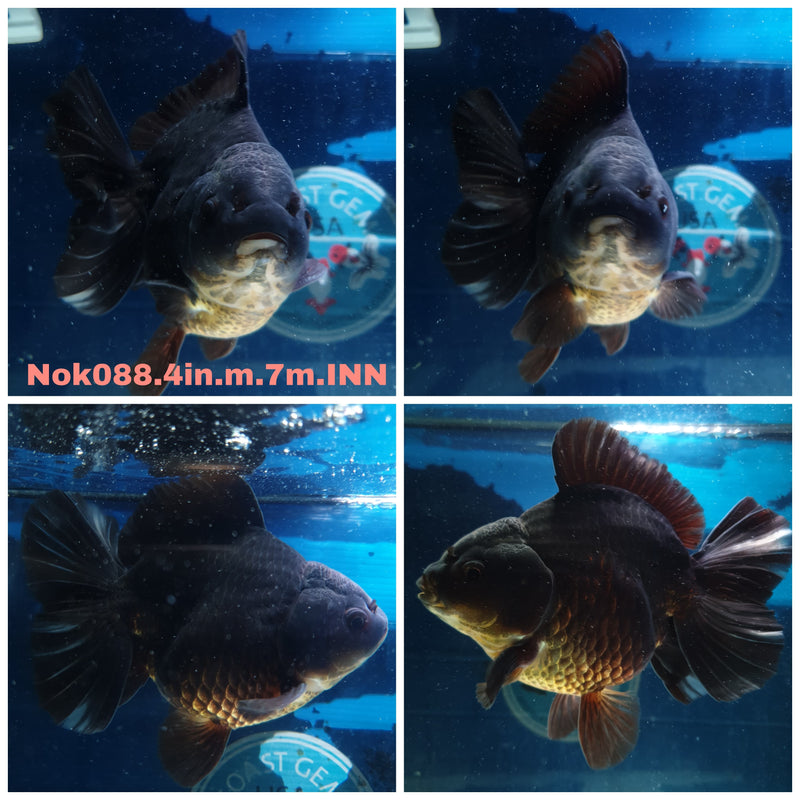 (NOK-088) Thai Black Yuanbao Oranda 4.00 inch Body Male 7 Months Age