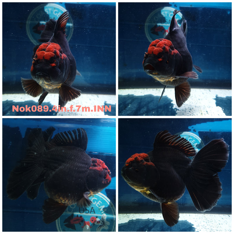 (NOK-089) Thai Black Red Head Orchid Tail Oranda 4.00 inch Body Male 7 Months Age