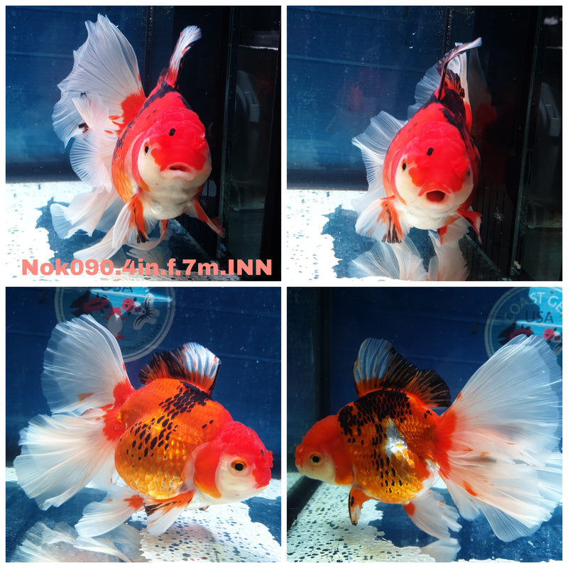 (NOK-090) Thai Tri Color Orchid Tail Oranda 4.00 inch Body Female 7 Months Age