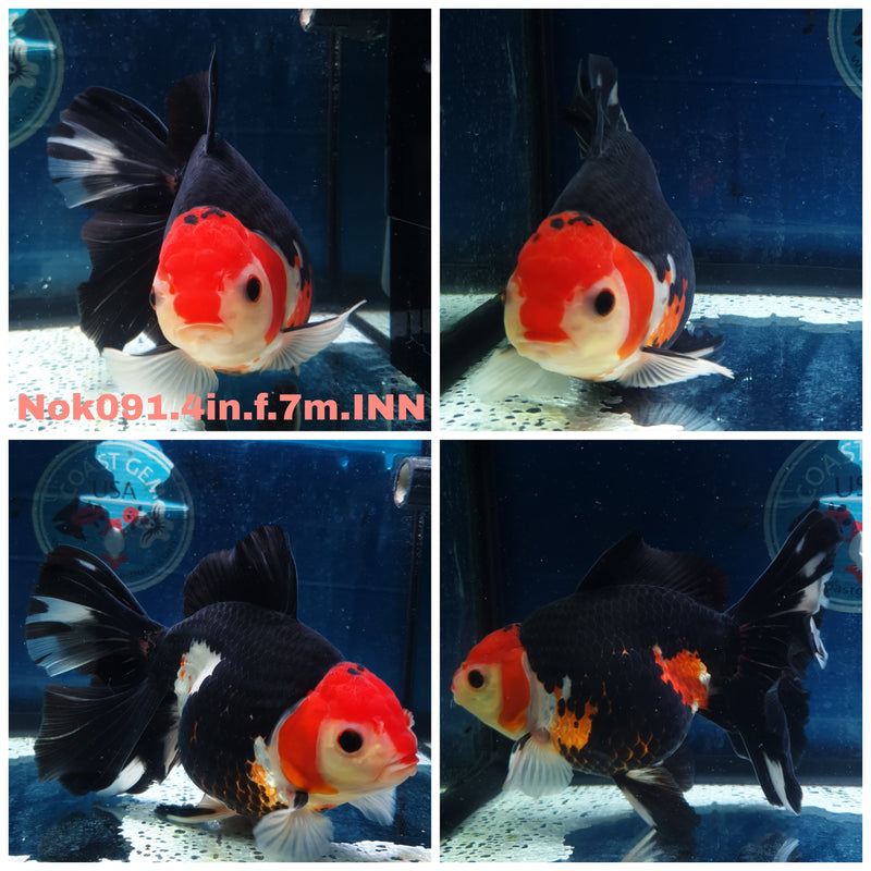 (NOK-091) Thai Tri Color Orchid Tail Oranda 4.00 inch Body Female 7 Months Age