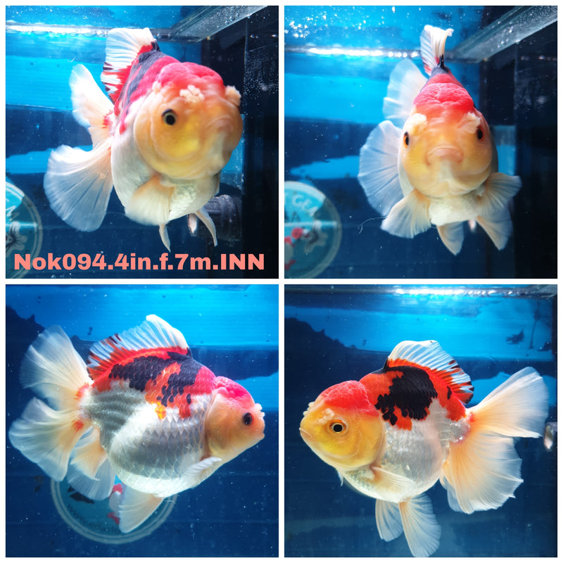(NOK-094) Thai Tri Color Orchid Tail Oranda 4.00 inch Body Female 7 Months Age
