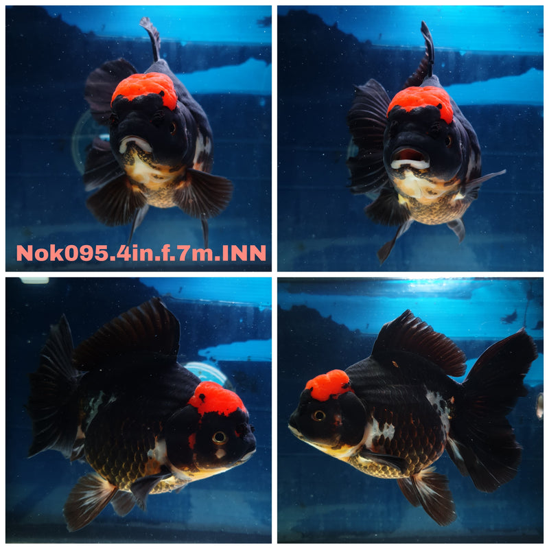 (NOK-095) Thai Black Red Head Orchid Tail Oranda 4.00 inch Body Female 7 Months Age