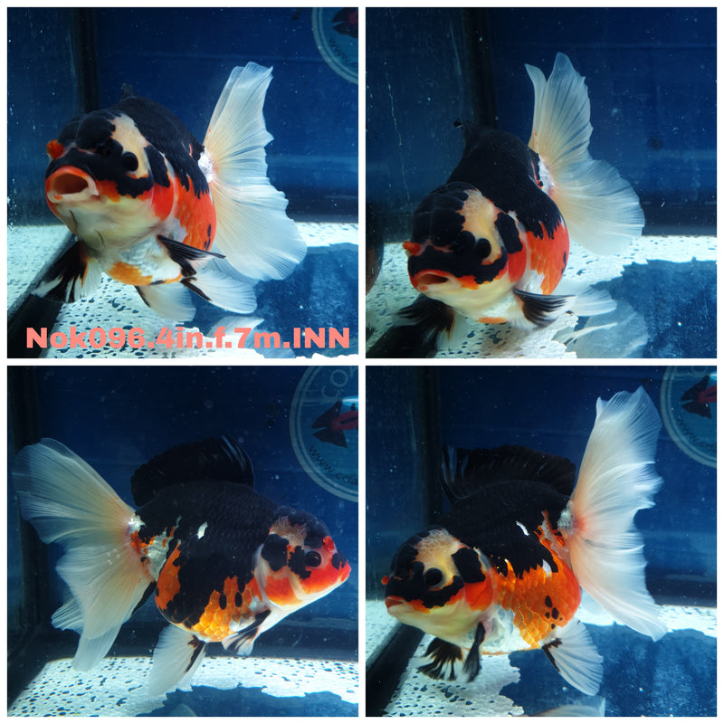 (NOK-096) Thai Tri Color Orchid Tail Oranda 4.00 inch Body Female 7 Months Age
