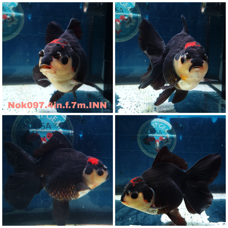(NOK-097) Thai Black Red Head Orchid Tail Oranda 4.00 inch Body Female 7 Months Age