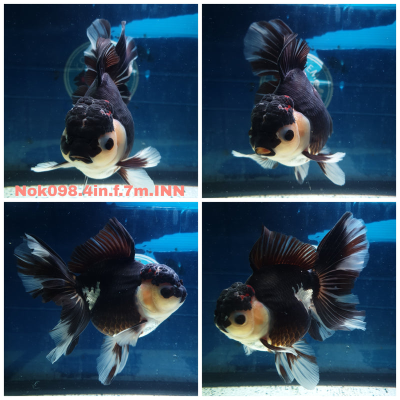 (NOK-098) Thai Tri Color Orchid Tail Oranda 4.00 inch Body Female 7 Months Age