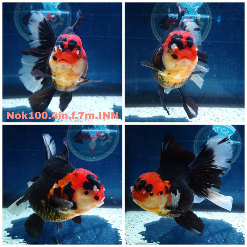 (NOK-100) Thai Tri Color Orchid Tail Oranda 4.00 inch Body Female 7 Months Age
