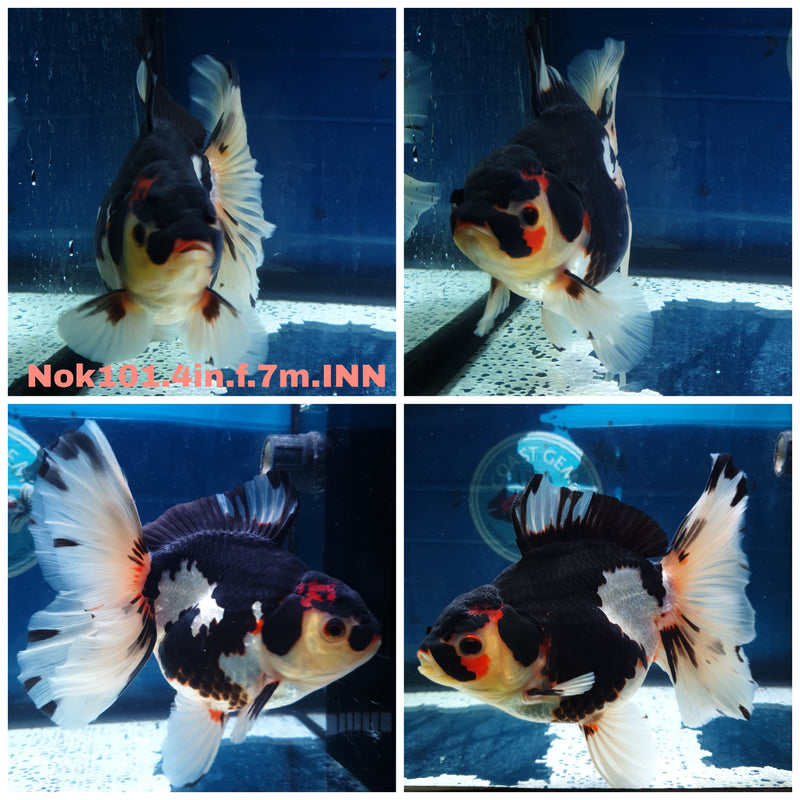(NOK-101) Thai Tri Color Orchid Tail Oranda 4.00 inch Body Female 7 Months Age