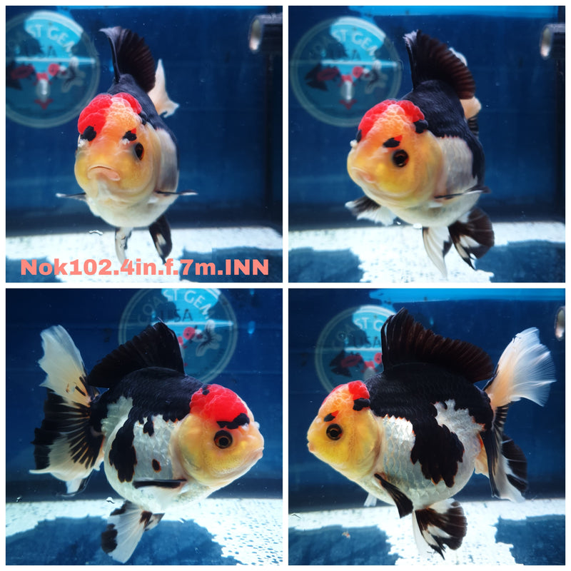 (NOK-102) Thai Tri Color Orchid Tail Oranda 4.00 inch Body Female 7 Months Age
