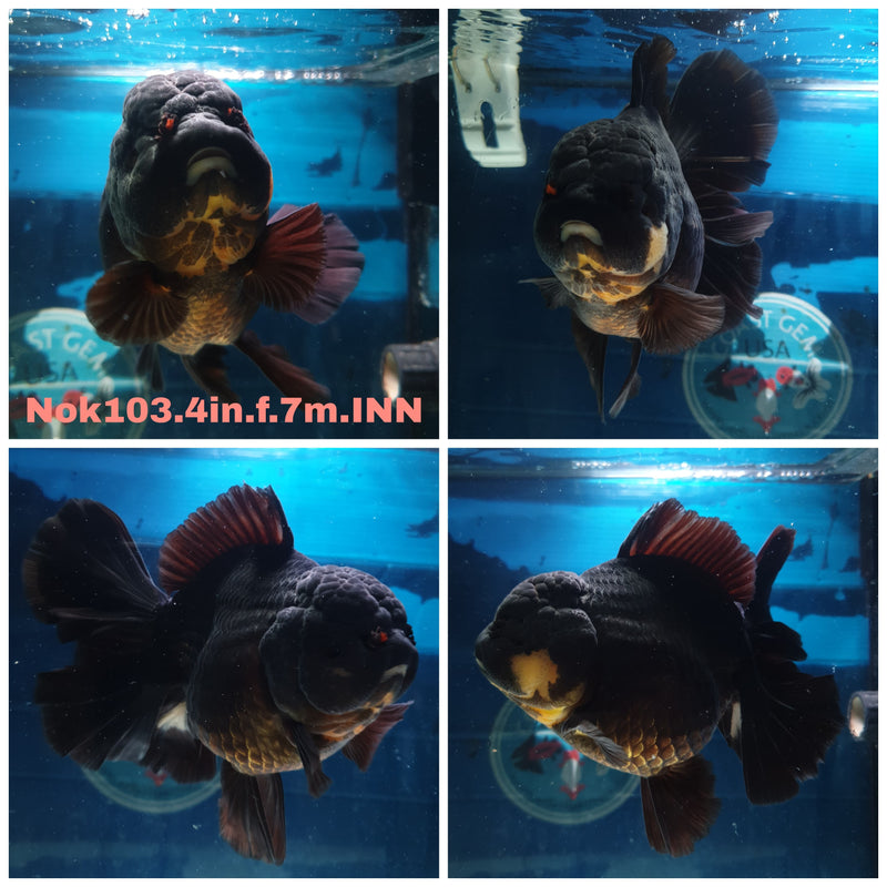 (NOK-103) Thai Pand Orchid Tail Oranda 4.00 inch Body Female 7 Months Age
