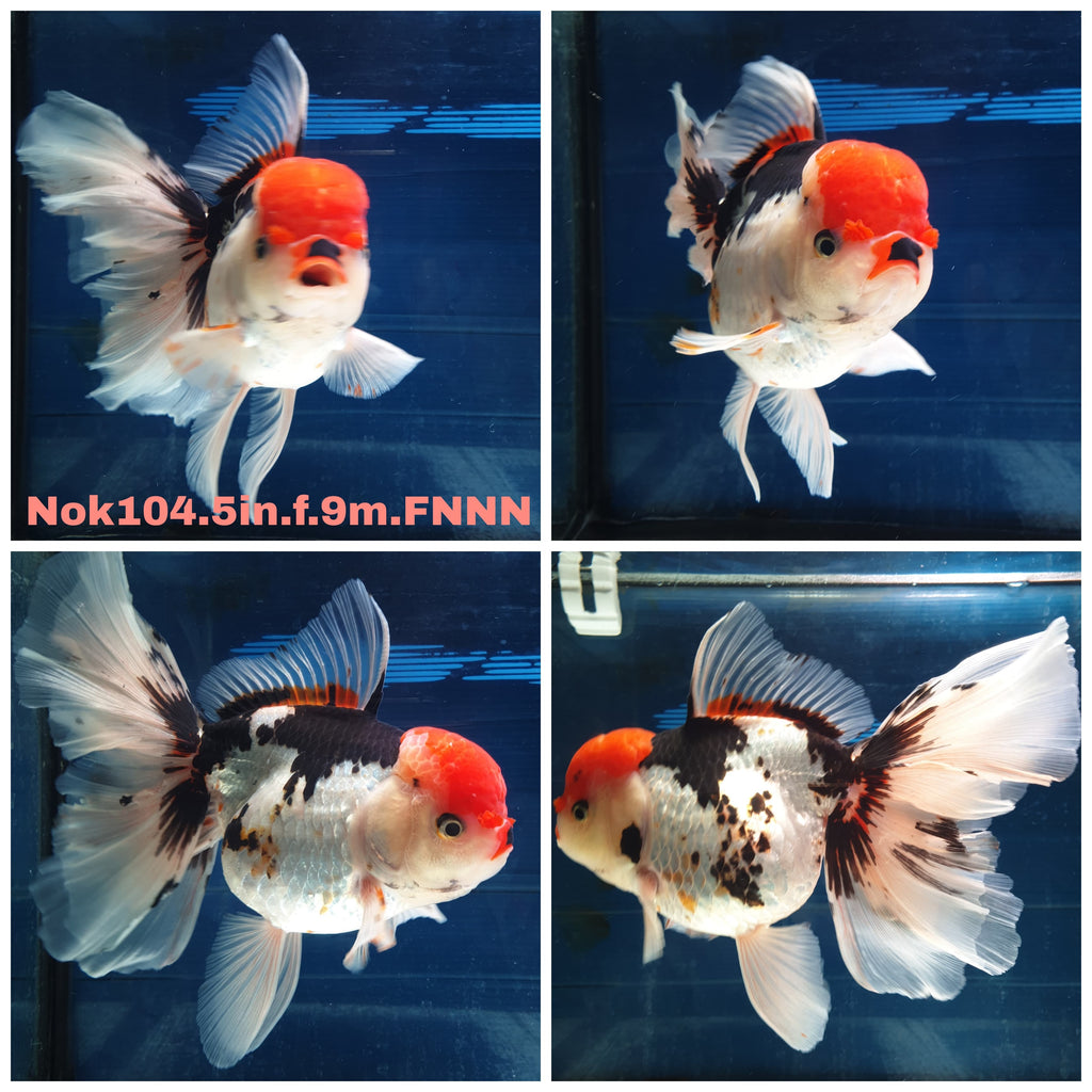 ツルバイマリコオイカワ　Goldfish Live Thai Fancy Goldfish for Sale. — Coast Gem USA