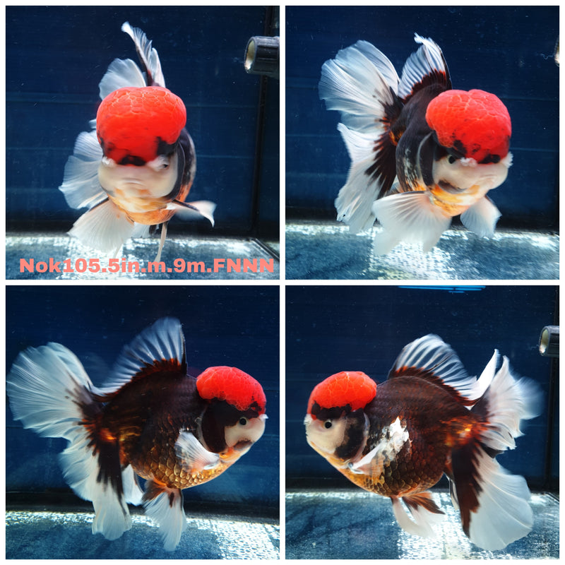 H(NOK-105) Thai Jumbo Tri Color Orchid Tail Oranda 5.00 inch Body Male 9 Months Age