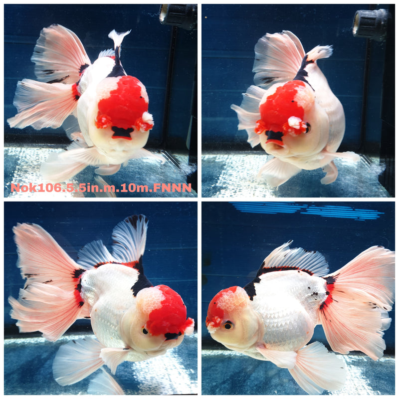 HERE(NOK-106) Thai Super Jumbo Tri Color Orchid Tail Oranda 5.50 inch Body Male 10 Months Age