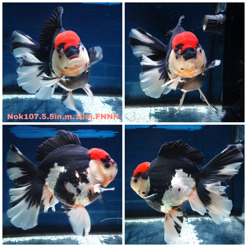 H(NOK-107) Thai Super Jumbo Tri Color Orchid Tail Oranda 5.50 inch Body Male 10 Months Age