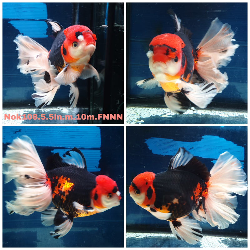 H(NOK-108) Thai Super Jumbo Tri Color Orchid Tail Oranda 5.50 inch Body Male 10 Months Age