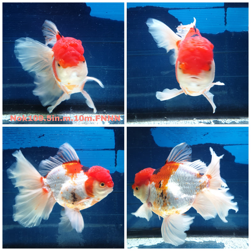 H(NOK-109) Thai Jumbo Red Cap Orchid Tail Oranda 5.00 inch Body Male 10 Months Age