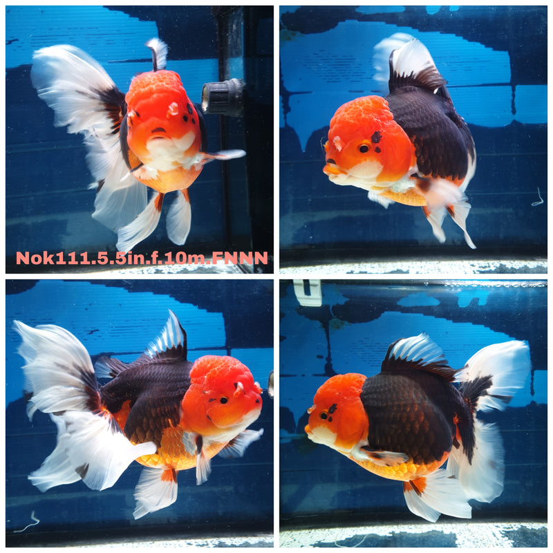 H(NOK-111) Thai Super Jumbo Apache Orchid Tail Oranda 5.50 inch Body Female 10 Months Age